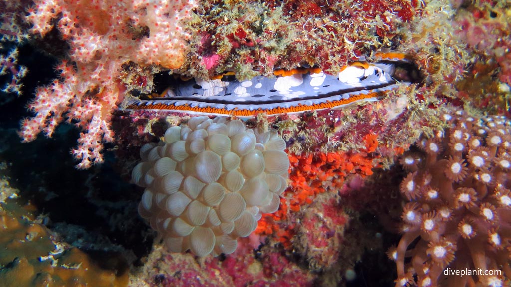 Variable Thorny Oyster at Coral Garden diving Anda Bohol in the Philippines by Diveplanit