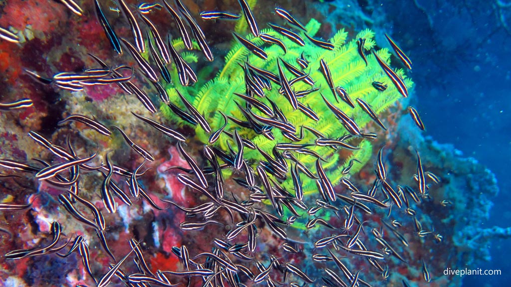 Swarm of juvenile catfish at Coral Garden diving Anda Bohol in the Philippines by Diveplanit