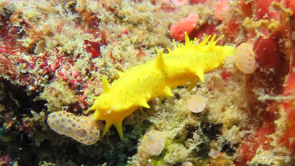 Lemon Nudibranch at Coral Garden diving Anda Bohol in the Philippines by Diveplanit