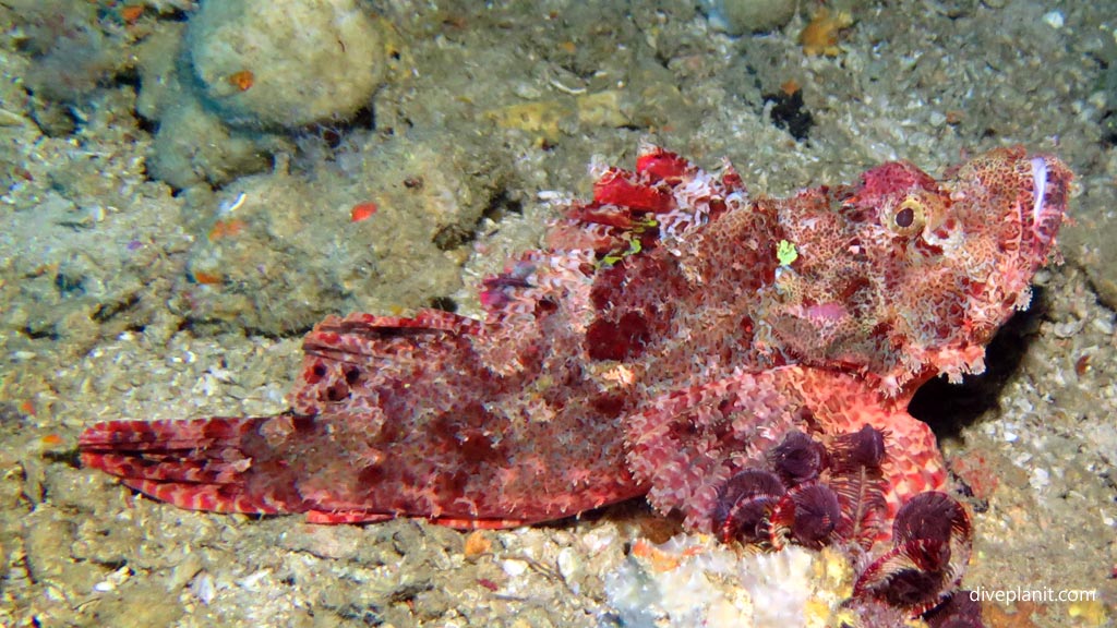 Tasselled scorpionfish at Coral Garden diving Anda Bohol in the Philippines by Diveplanit