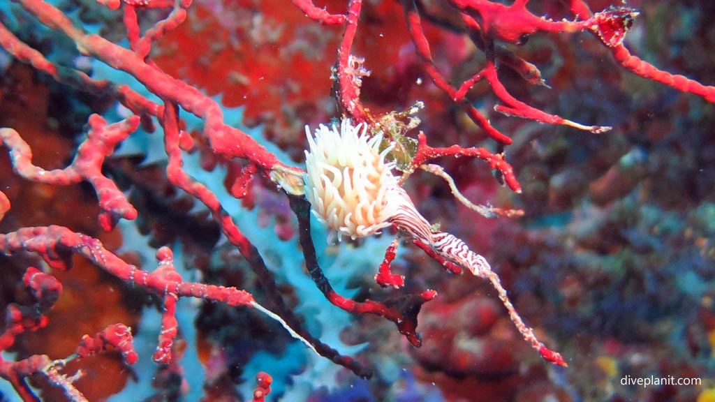 Not sure if it's a nudi or something else at Coral Garden diving Anda Bohol in the Philippines by Diveplanit