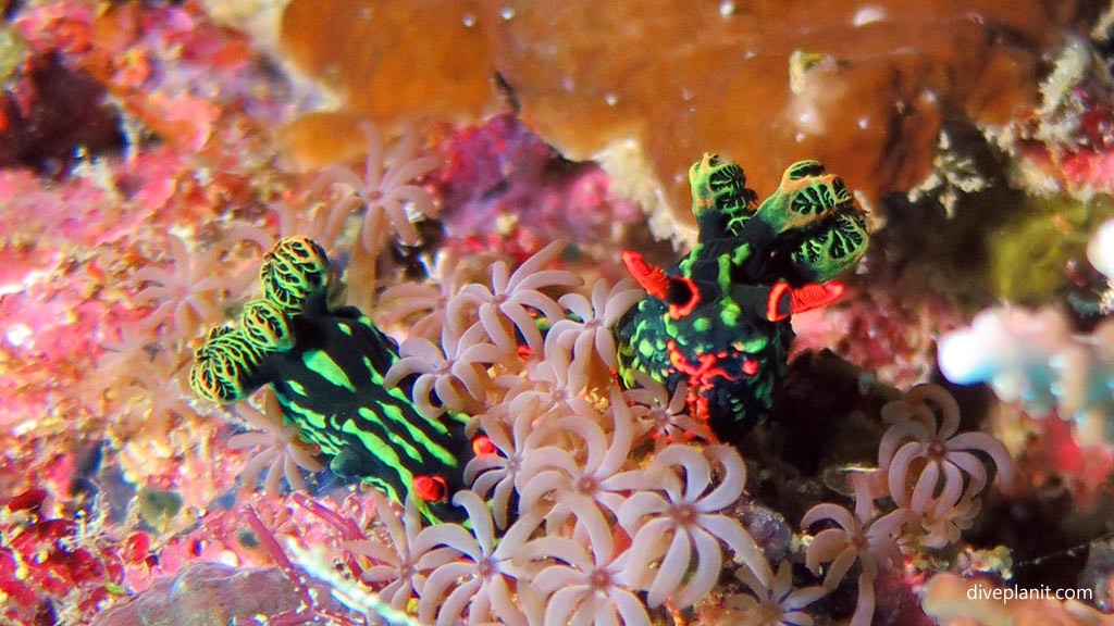Kubaryanas Nembrothas at Coral Garden diving Anda Bohol in the Philippines by Diveplanit