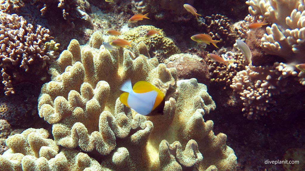 Pyramid butterflyfish in leather coral at Coral Garden diving Anda Bohol in the Philippines by Diveplanit