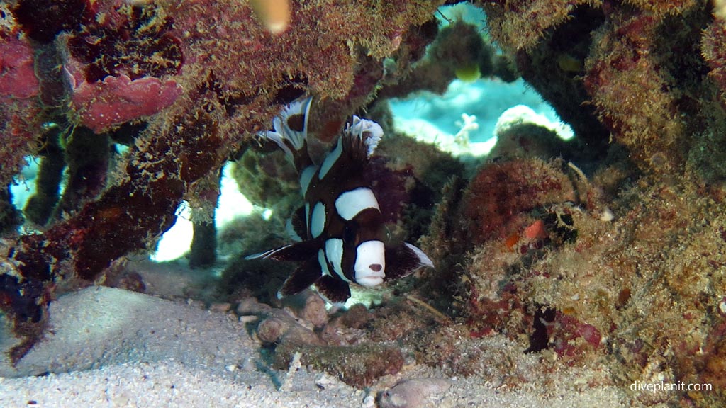 Juv many spotted sweetlips at Pogaling diving Anda Bohol in the Philippines by Diveplanit