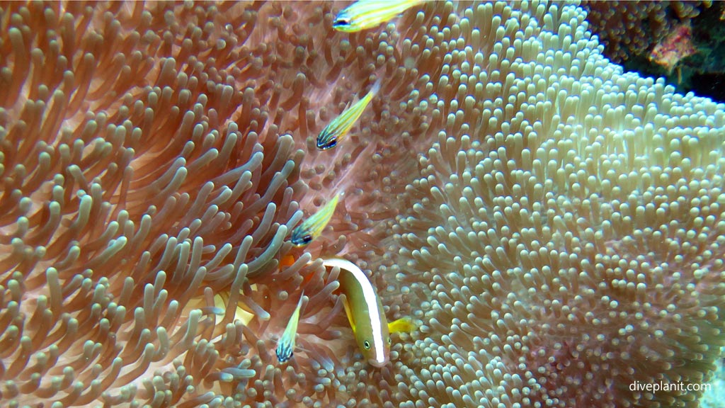Skunk anemonefish at Pogaling diving Anda Bohol in the Philippines by Diveplanit