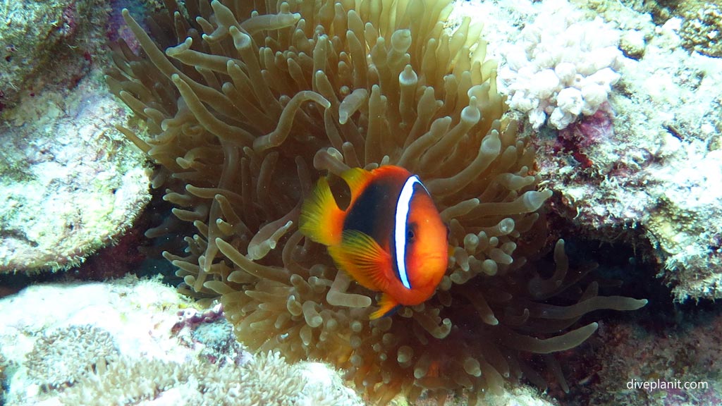 Red and Black anemonefish at Pogaling diving Anda Bohol in the Philippines by Diveplanit