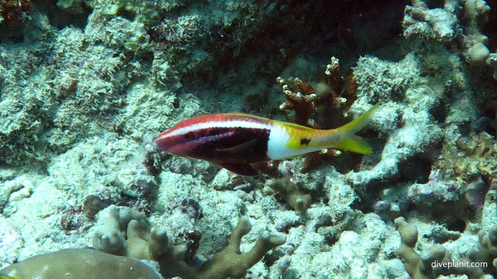 Bicolour Goatfish at Pogaling diving Anda Bohol in the Philippines by Diveplanit