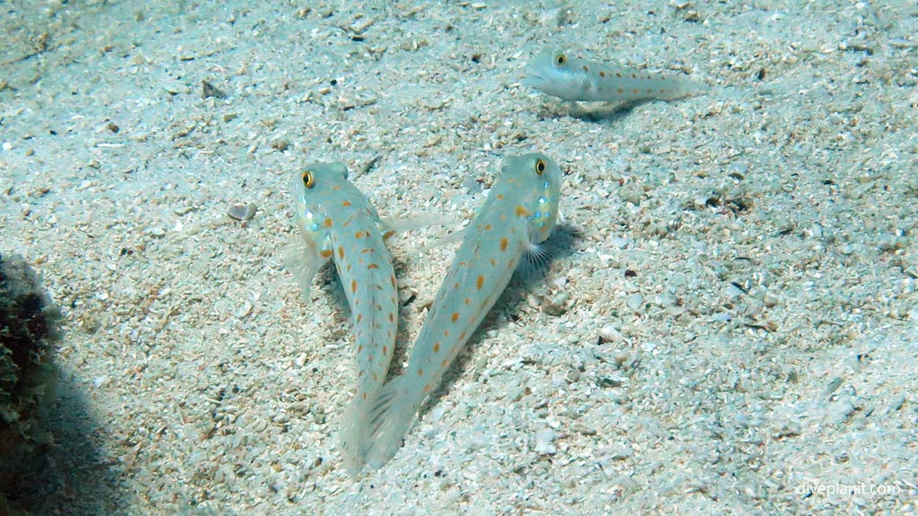 Pair of Orange-Dashed Gobies at Pogaling diving Anda Bohol in the Philippines by Diveplanit