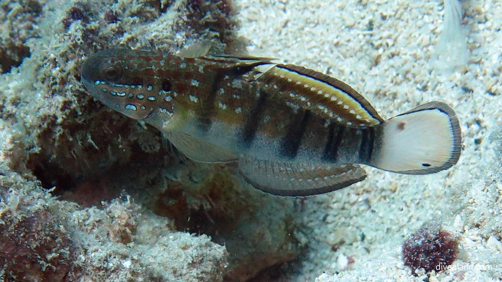 Banded Goby at Pogaling diving Anda Bohol in the Philippines by Diveplanit