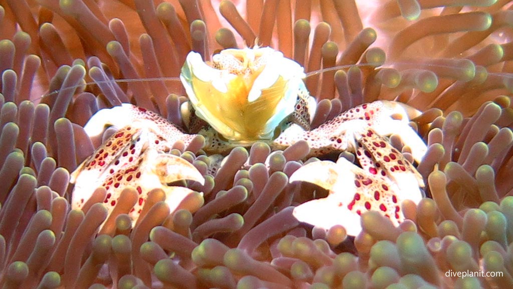 Spotted Porcelain Crab at Pogaling diving Anda Bohol in the Philippines by Diveplanit