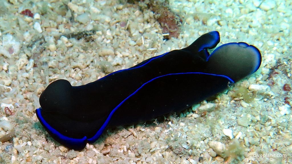 Gardiners Headshield Slug at Pogaling diving Anda Bohol in the Philippines by Diveplanit