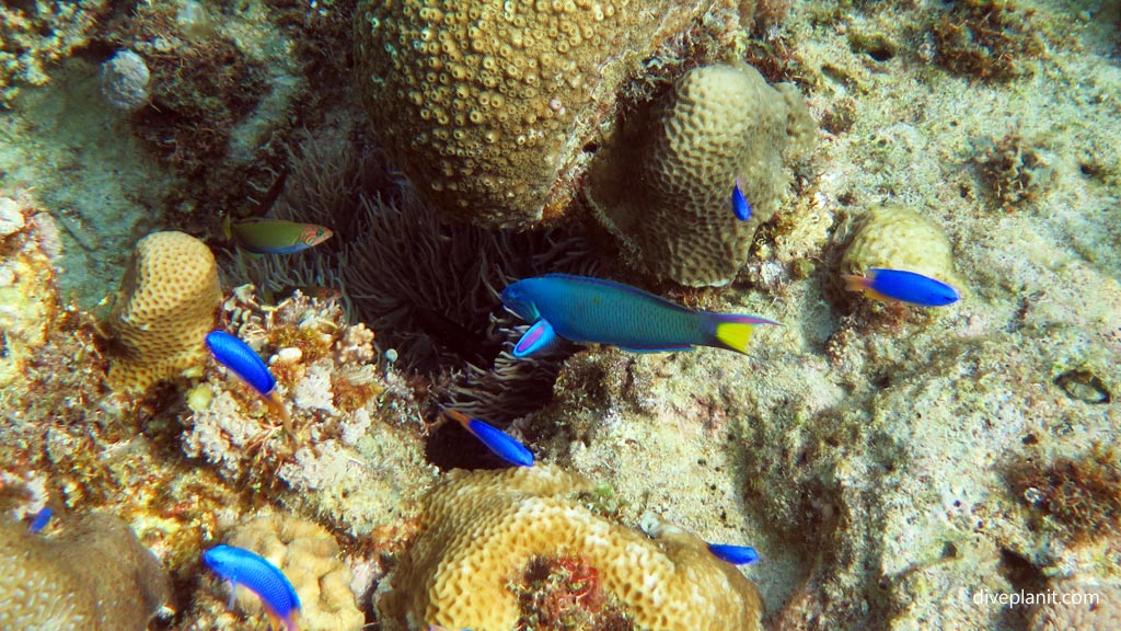 Moon wrasse at Wonderwall diving Anda Bohol in the Philippines by Diveplanit