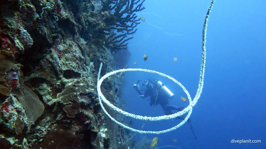 Diver in whip coral noose at Wonderwall diving Anda Bohol in the Philippines by Diveplanit