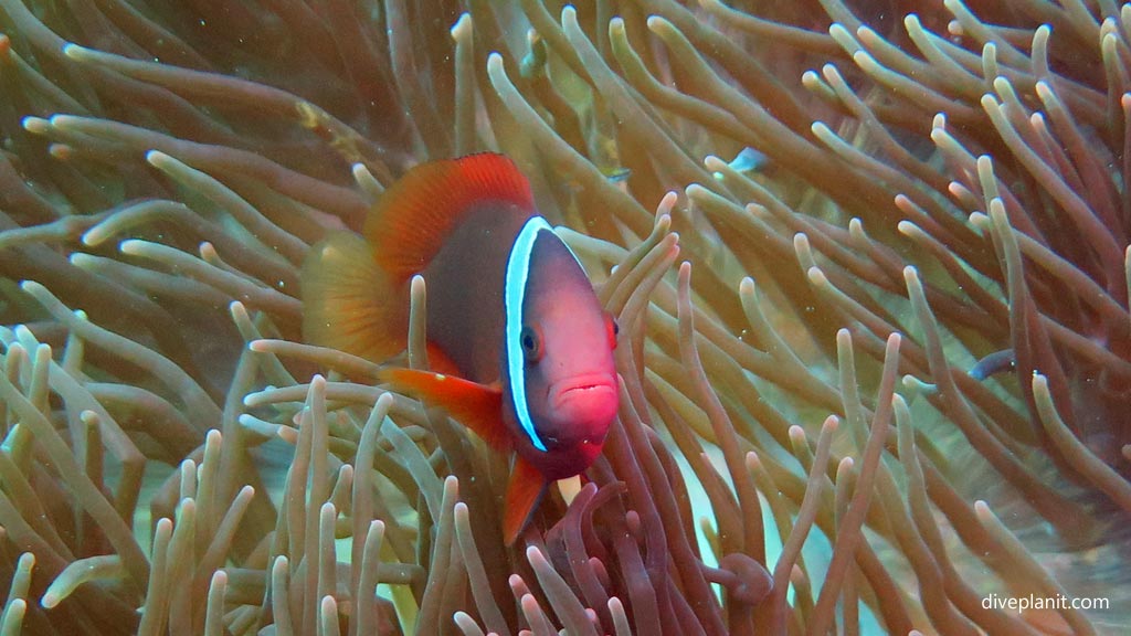 Indeterminate anemonefish at Wonderwall diving Anda Bohol in the Philippines by Diveplanit