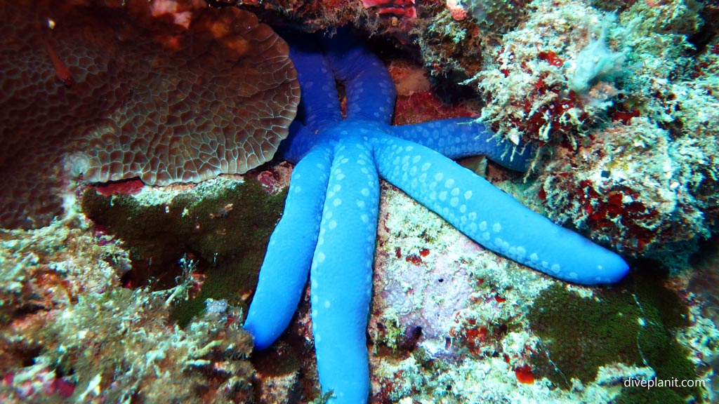 Seven-armed seastar at Wonderwall diving Anda Bohol in the Philippines by Diveplanit