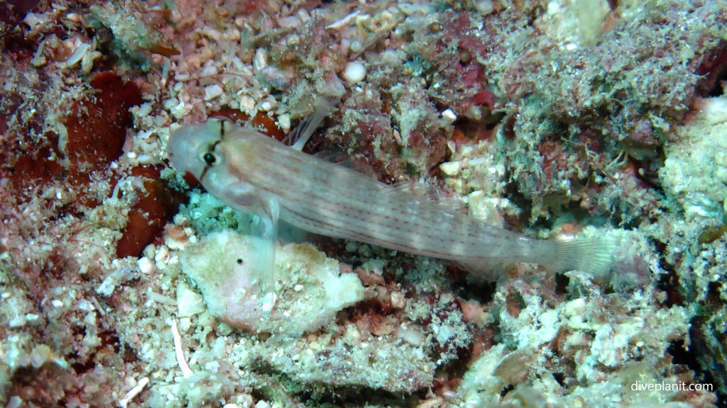 Eye-bar Goby at Wonderwall diving Anda Bohol in the Philippines by Diveplanit