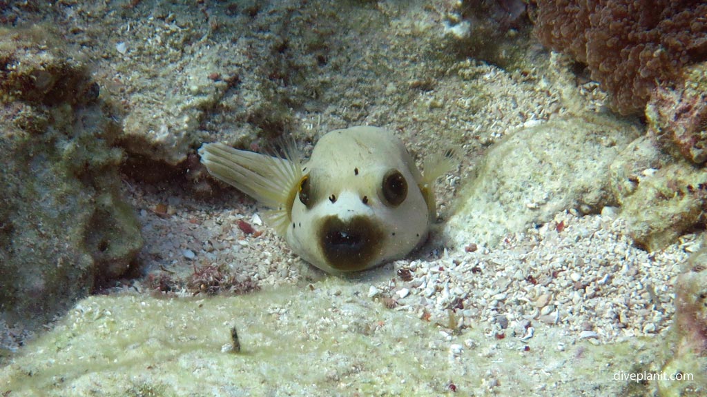 Looks like a puppy at Wonderwall diving Anda Bohol in the Philippines by Diveplanit