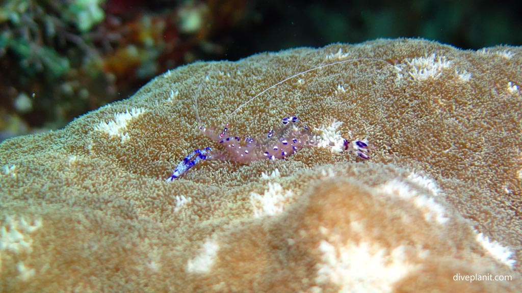 Graceful Anemone Shrimp at Wonderwall diving Anda Bohol in the Philippines by Diveplanit