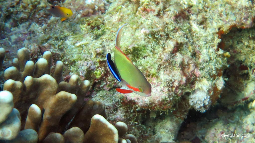 Threadfin anthias gets a clean at Wonderwall diving Anda Bohol in the Philippines by Diveplanit