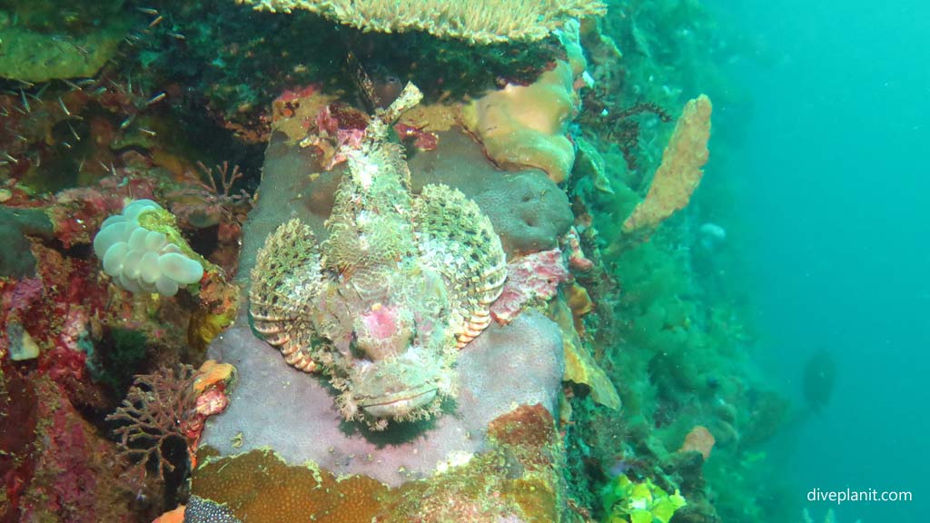 Tasseled scorpionfish at Kyokuzan Maru diving Busuanga Palawan in the Philippines by Diveplanit