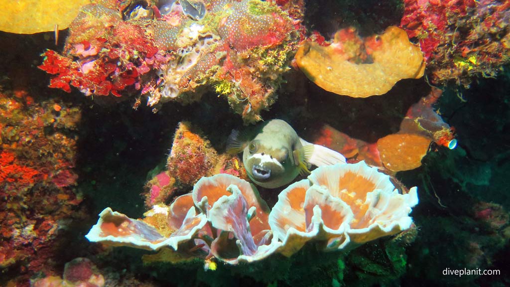 Pufferfish amongst the corals at Kyokuzan Maru diving Busuanga Palawan in the Philippines by Diveplanit