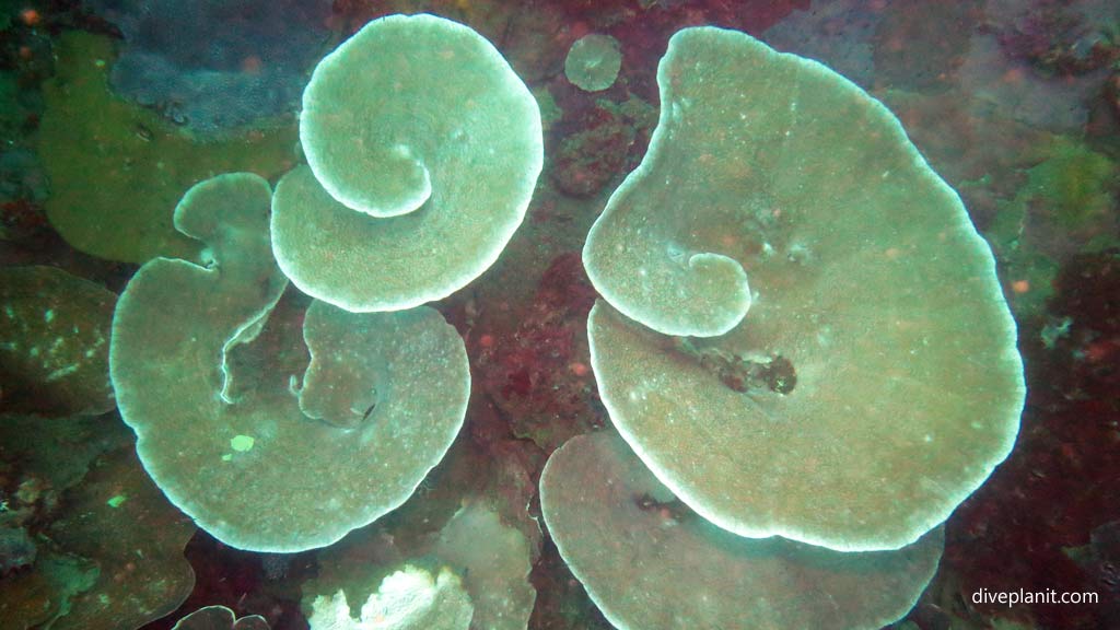 Spirals go clockwise at Kyokuzan Maru diving Busuanga Palawan in the Philippines by Diveplanit