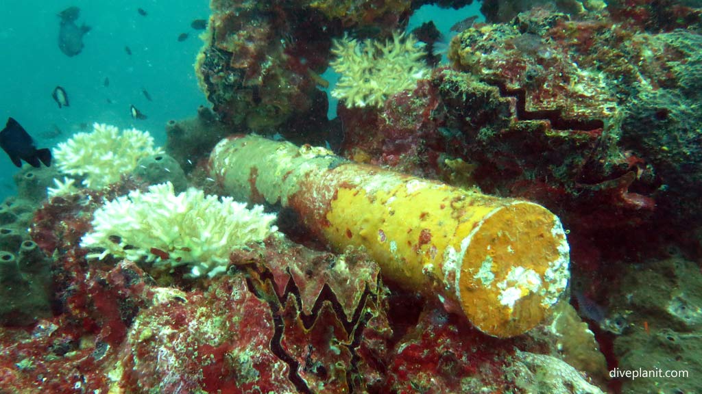 The shell at Kyokuzan Maru diving Busuanga Palawan in the Philippines by Diveplanit