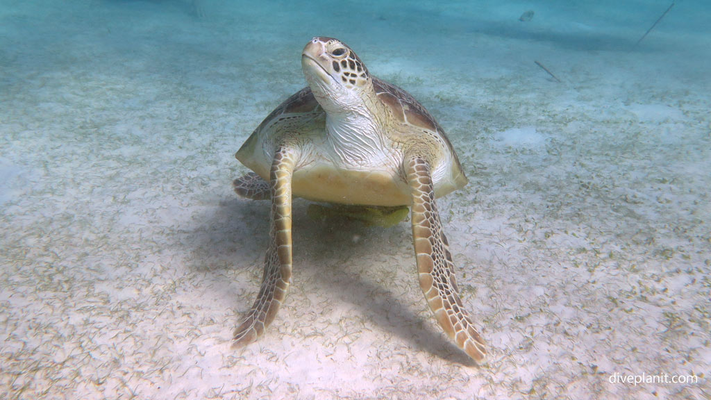 Turtle looking for a feed at Club Paradise House Reef diving Palawan in the Philippines by Diveplanit