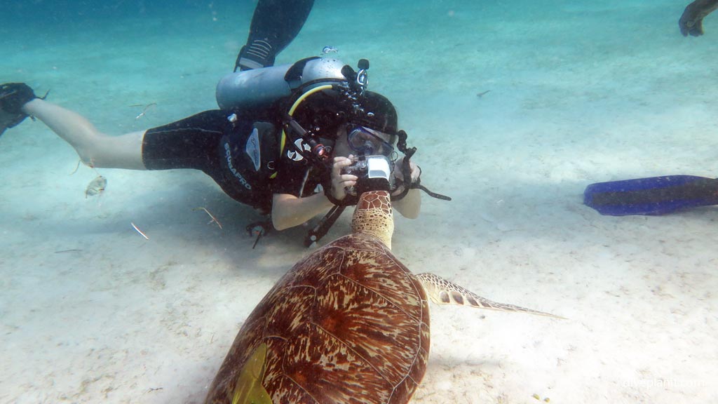 Turtle close up shot at Club Paradise House Reef diving Busuanga Palawan in the Philippines by Diveplanit