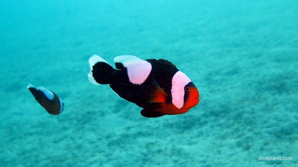 Saddleback anemonefish at Club Paradise House Reef diving Busuanga Palawan in the Philippines by Diveplanit