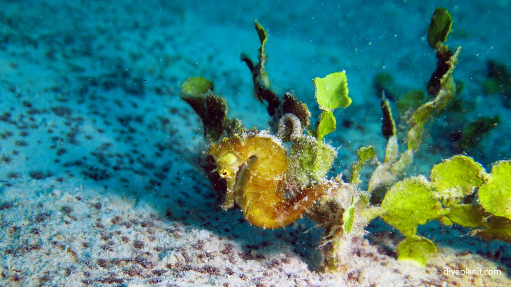 Thorny Seahorse at Club Paradise House Reef diving Busuanga Palawan in the Philippines by Diveplanit