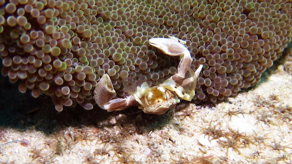 Spotted Porcelain Crab at Club Paradise House Reef diving Busuanga Palawan in the Philippines by Diveplanit