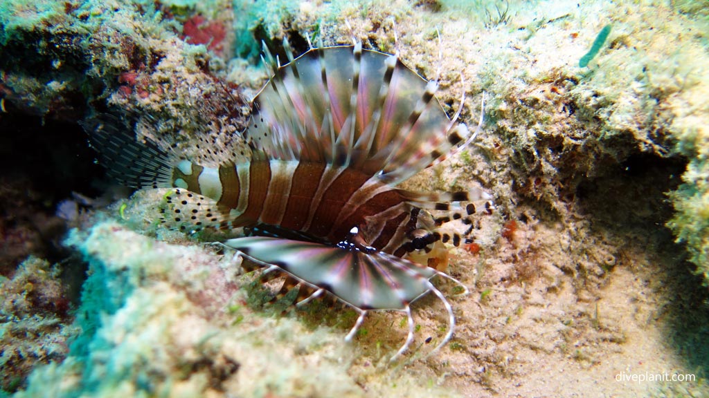 UFO lionfish at Club Paradise House Reef diving Busuanga Palawan in the Philippines by Diveplanit