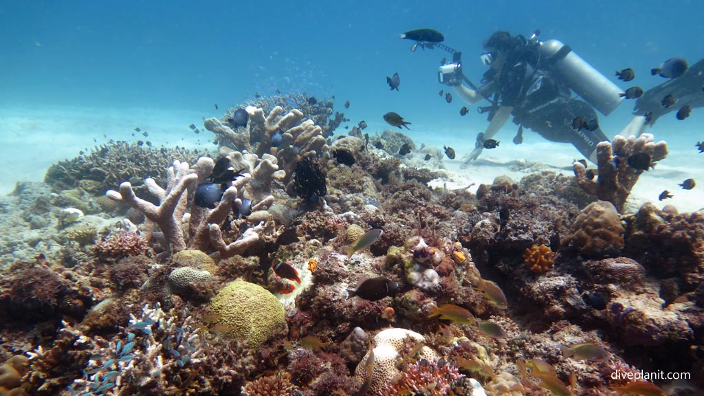 Nice scenic reef shot at Dimipac Island West diving Palawan in the Philippines by Diveplanit