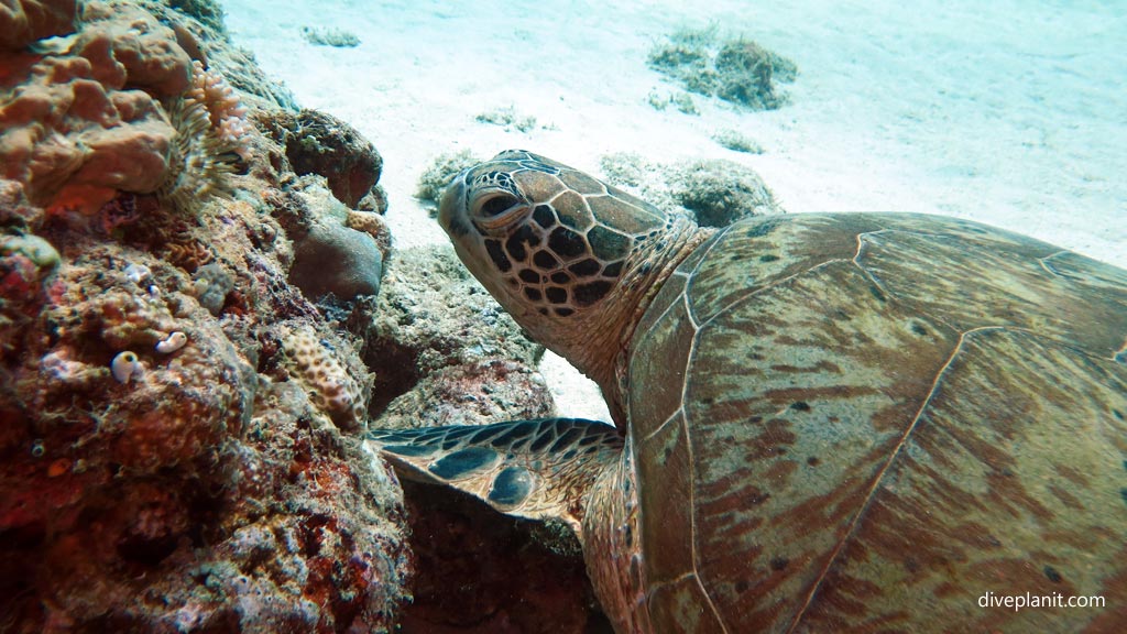 Turtle up close diving Palawan with the Dugong Dive Center in the Philippines by Diveplanit