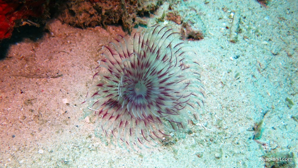 Feather duster worm at Dimipac Island West diving Palawan in the Philippines by Diveplanit