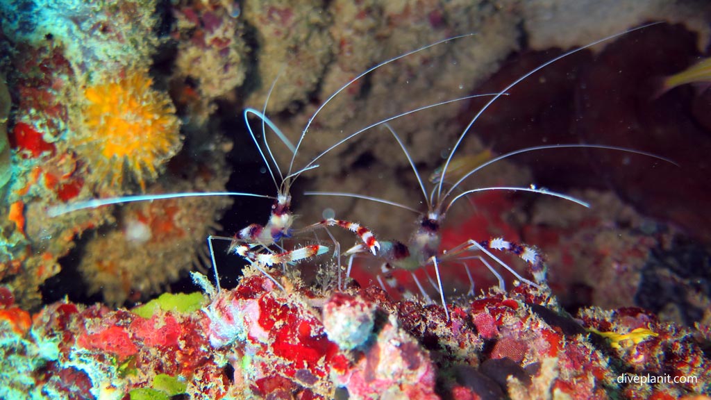 Two banded coral shrimps at Dimipac Island West diving Palawan in the Philippines by Diveplanit