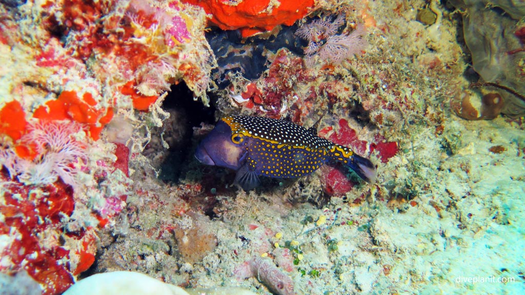 Spotted boxfish at Dimipac Island West diving Palawan in the Philippines by Diveplanit