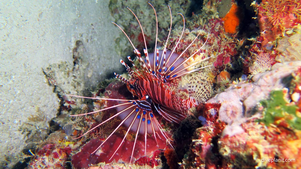 Spotfin lionfish showing his spots at Dimipac Island West diving Palawan in the Philippines by Diveplanit
