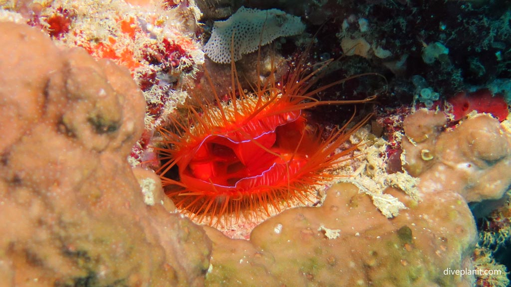 Electric clam at Dimipac Island West diving Palawan in the Philippines by Diveplanit