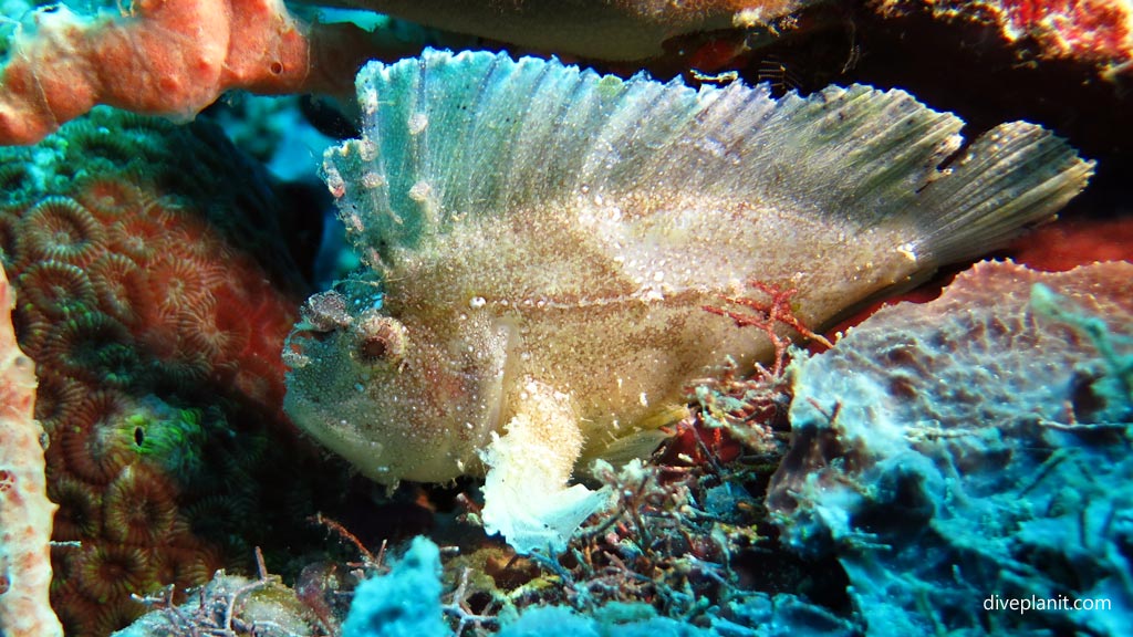 Leaf-scorpionfish in full at Dimipac Island West diving Palawan in the Philippines by Diveplanit