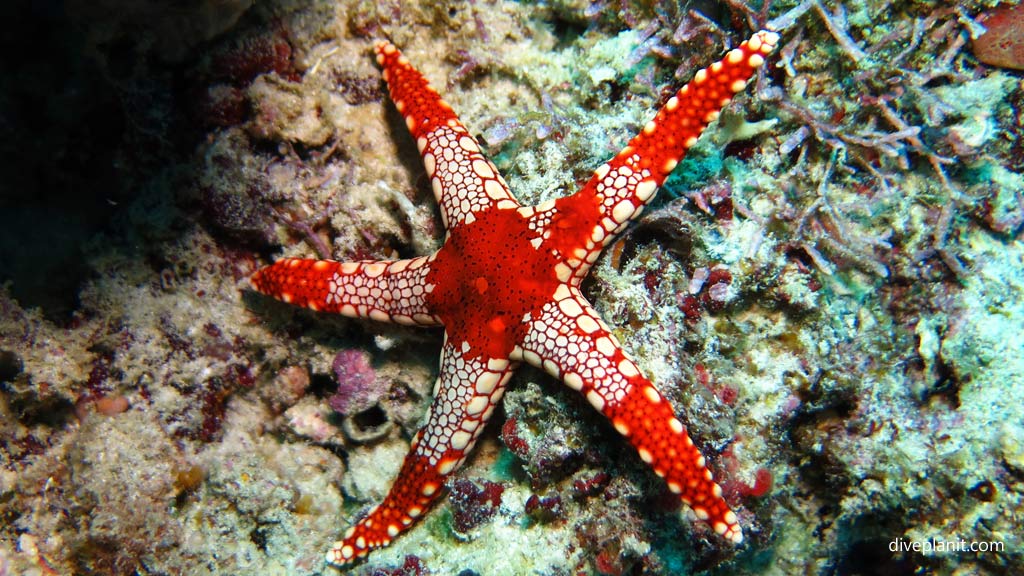 Peppermint Seastar at Dimipac Island West diving Palawan in the Philippines by Diveplanit