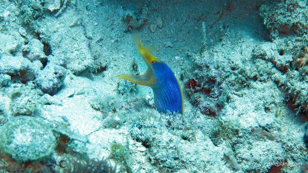 Ribbon eel in full song at Dimipac Island East diving Palawan in the Philippines by Diveplanit