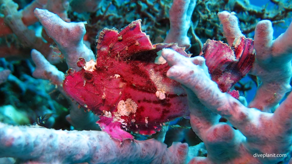 Leaf-scorpionfish in red at Dimipac Island East diving Palawan in the Philippines by Diveplanit