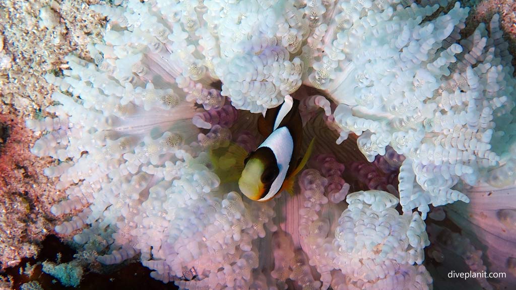 Anemonefish in white anemone at Dimipac Island East diving Palawan in the Philippines by Diveplanit