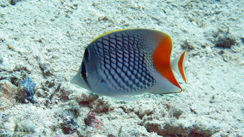 Crosshatch butterflyfish at Dimipac Island East diving Palawan in the Philippines by Diveplanit