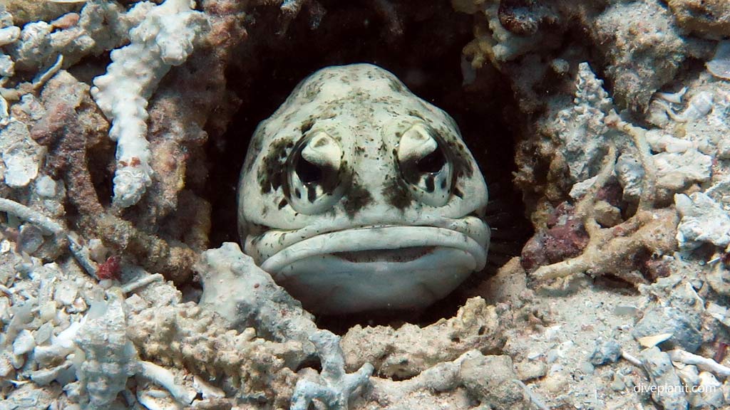 Dendritic Jawfish at Dimipac Island East diving Palawan in the Philippines by Diveplanit