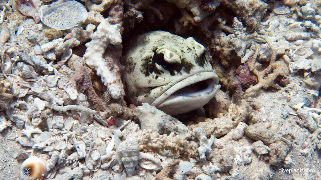 Dendritic Jawfish close up at Dimipac Island East diving Palawan in the Philippines by Diveplanit