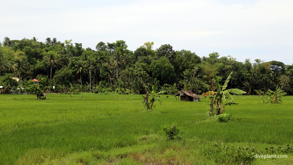 Rice paddy in the countryside at the roadside in Cebu diving the Philippines in the Philippines by Diveplanit