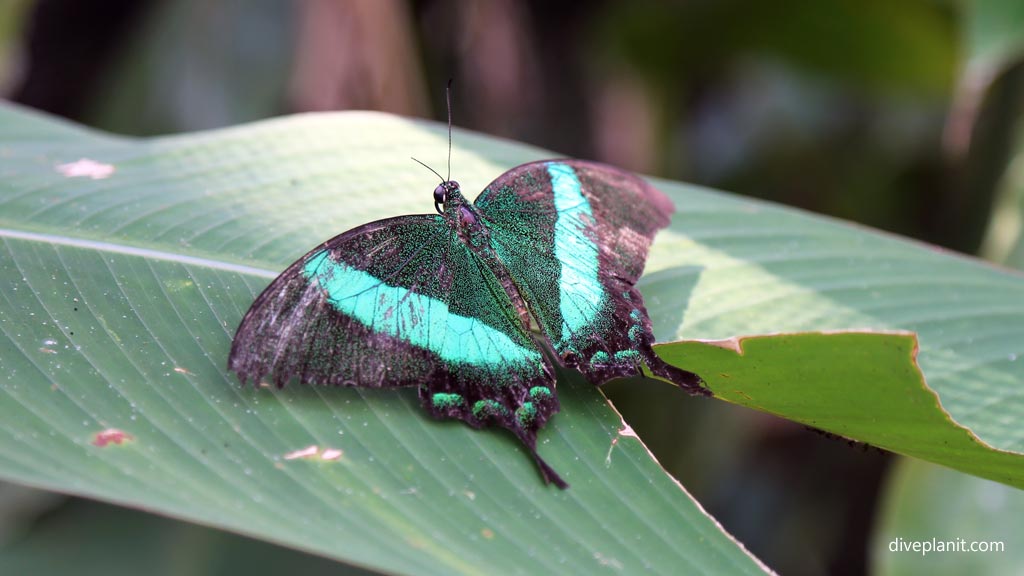 Butterfly at Habitat at the Habitat diving the Philippines in the Philippines by Diveplanit